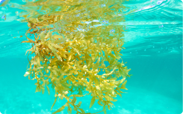 Sea moss underwater